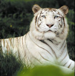 tigre blanc